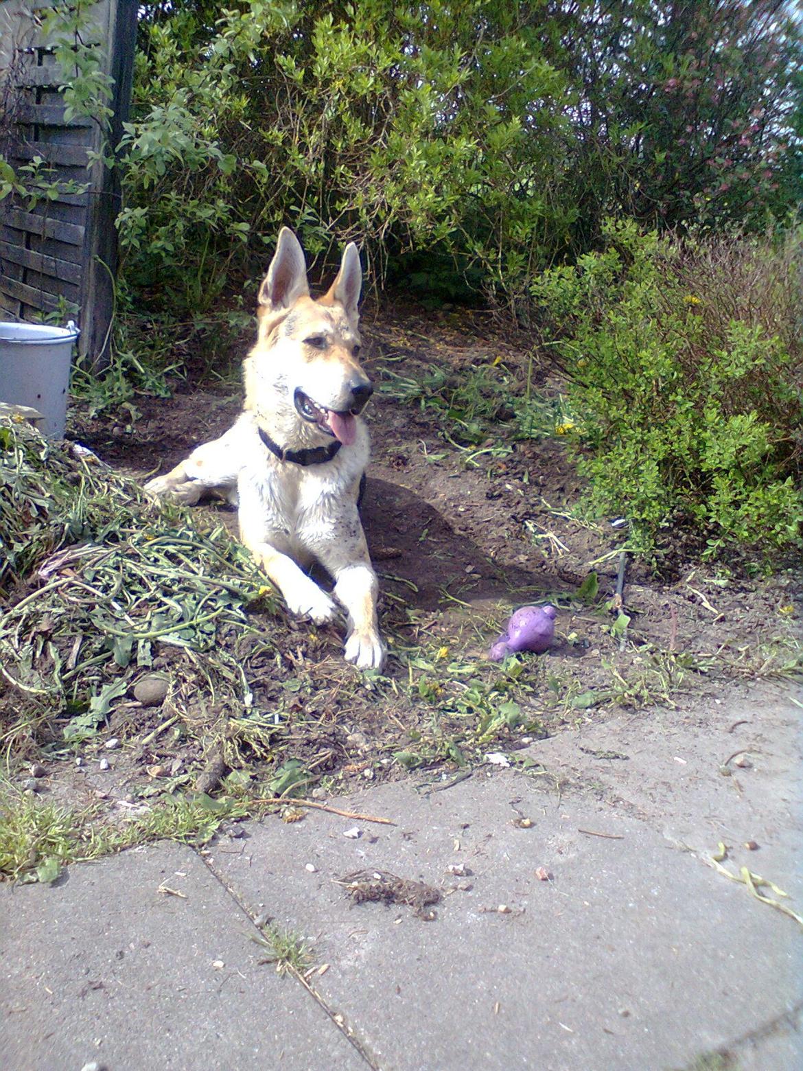 Blanding af racer Jack billede 11