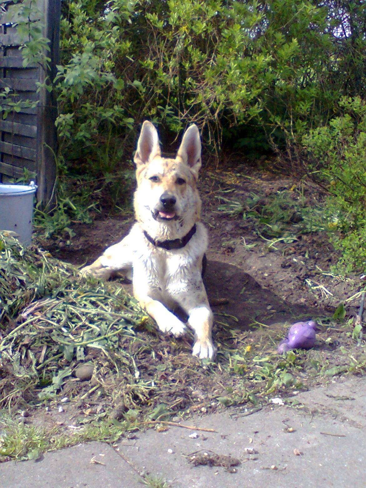 Blanding af racer Jack billede 12