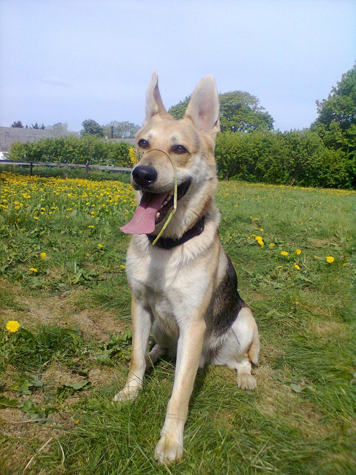 Blanding af racer Jack billede 13