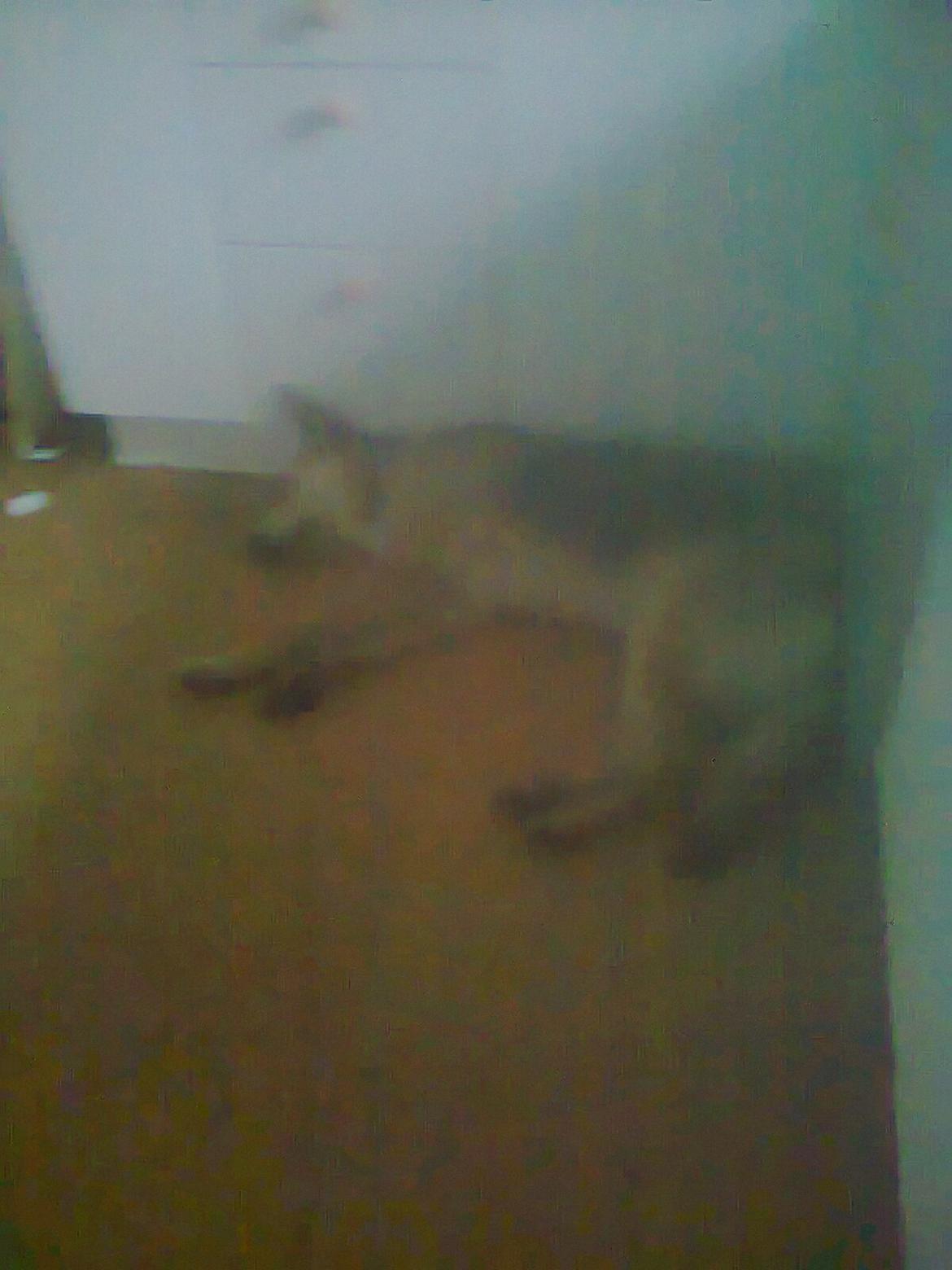 Blanding af racer Jack billede 14