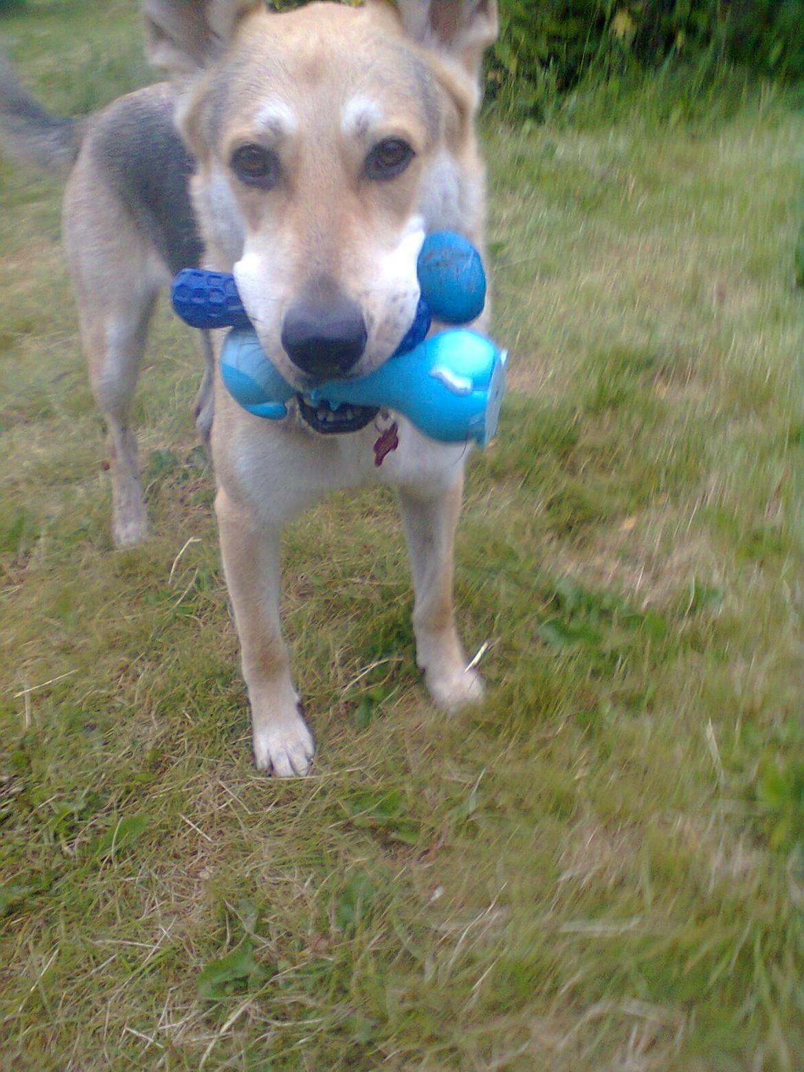 Blanding af racer Jack - tre ting på en gang ;) billede 15