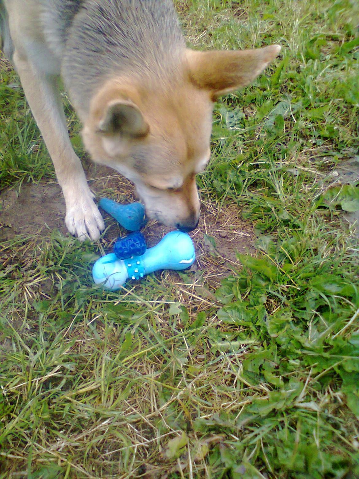 Blanding af racer Jack billede 16