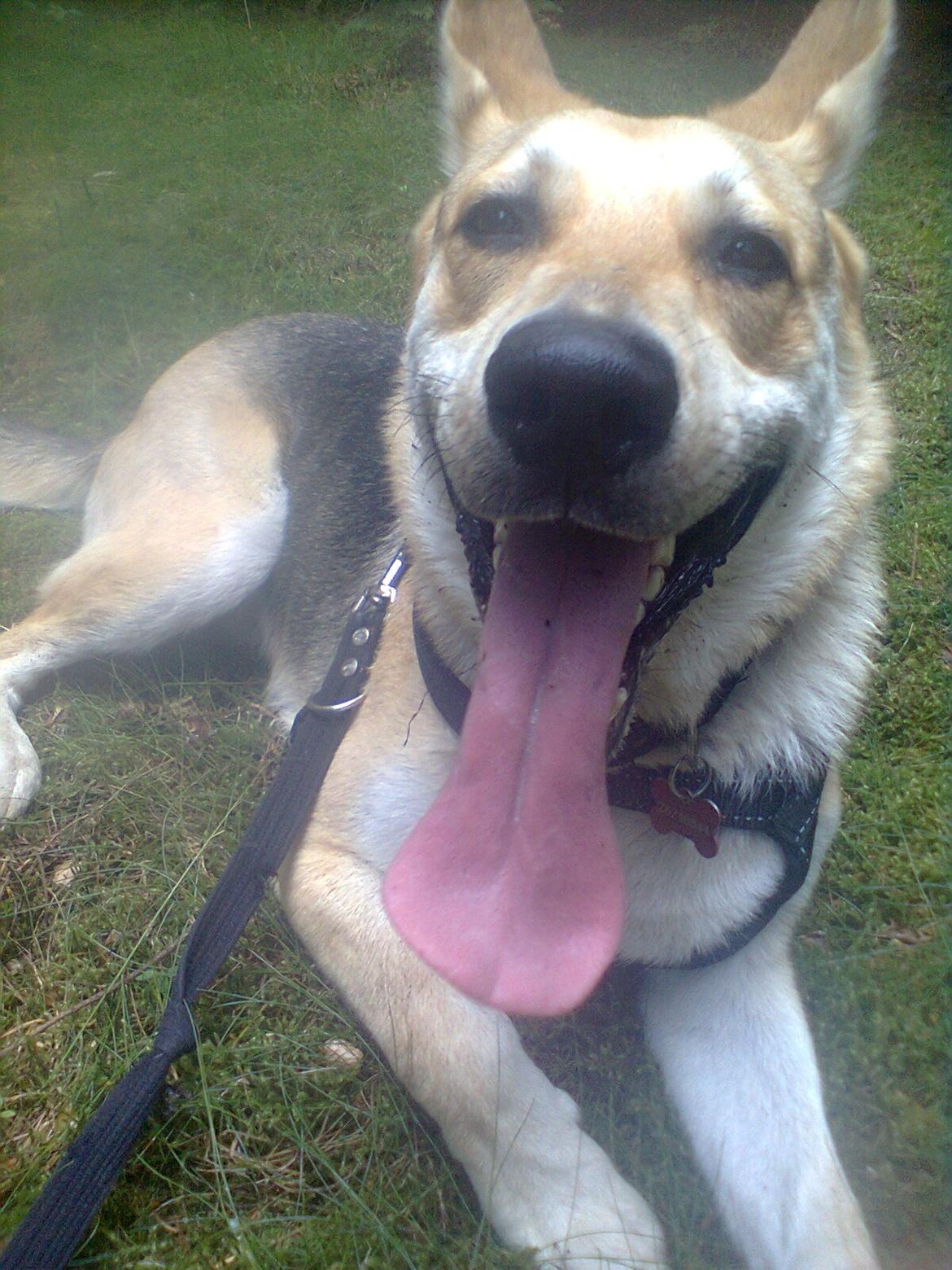 Blanding af racer Jack billede 17