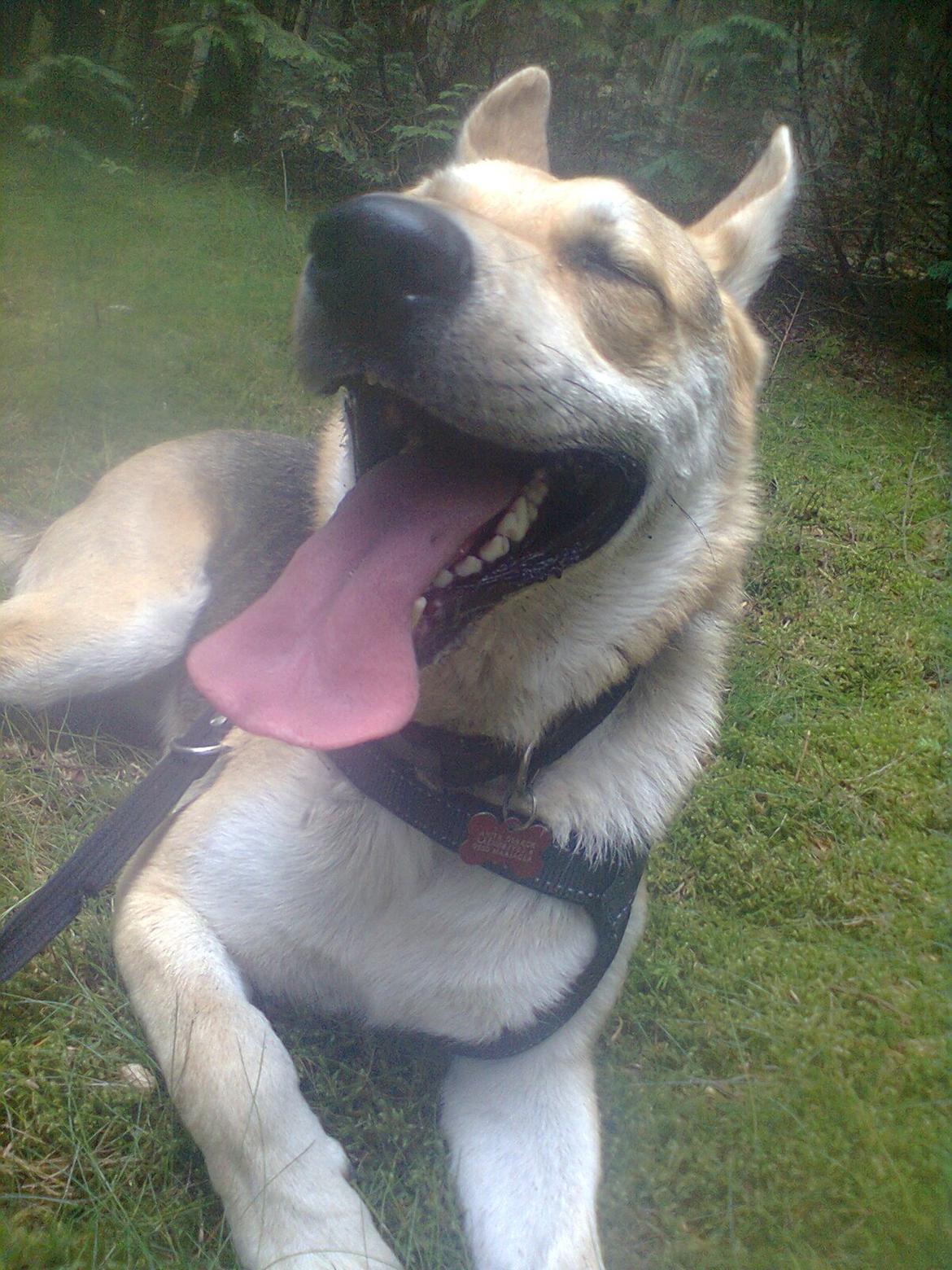 Blanding af racer Jack billede 18