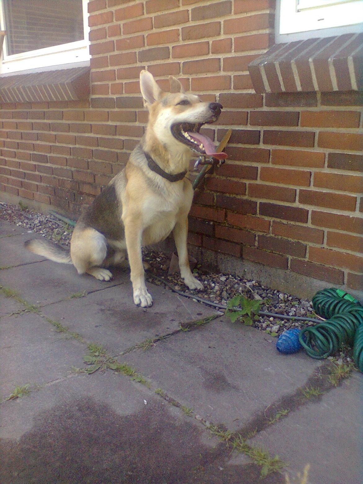 Blanding af racer Jack billede 19