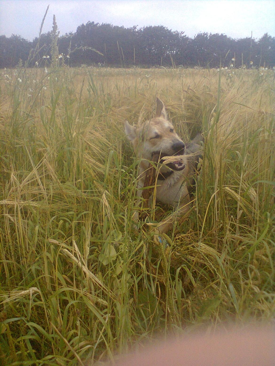 Blanding af racer Jack billede 20