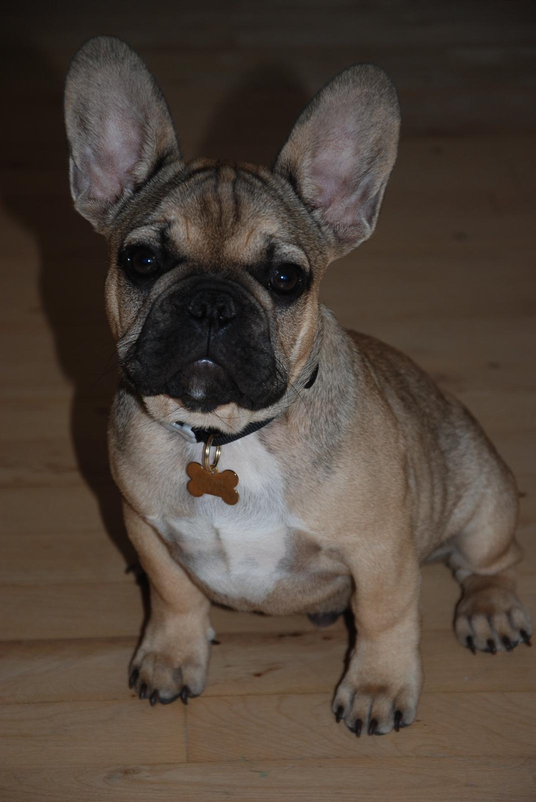 Fransk bulldog Manse billede 2