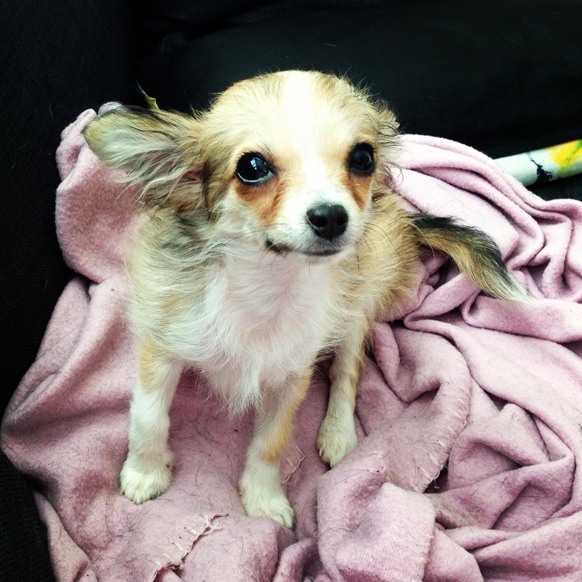 Chihuahua Milo [RIP] billede 10