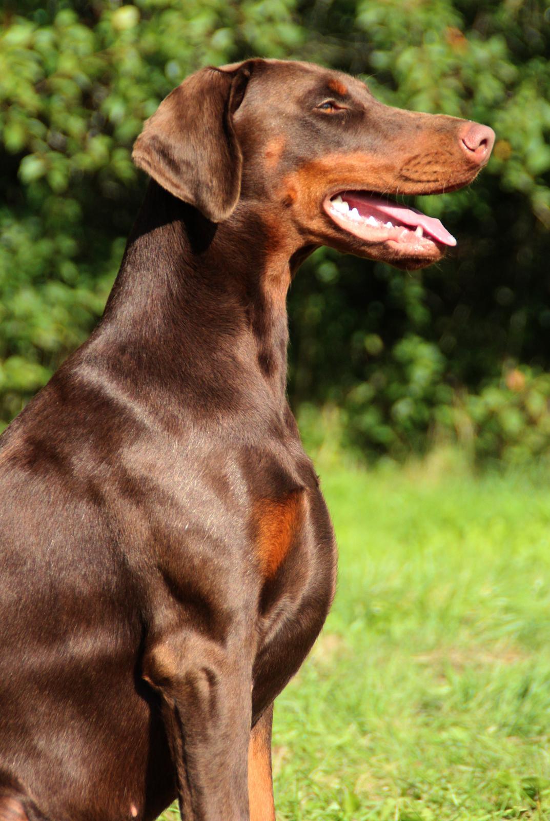 Dobermann DKKV13 AJW13 LUCH Proud Danish Flying Indian Girl billede 16