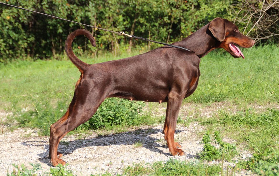 Dobermann DKKV13 AJW13 LUCH Proud Danish Flying Indian Girl - 12 mdr billede 15