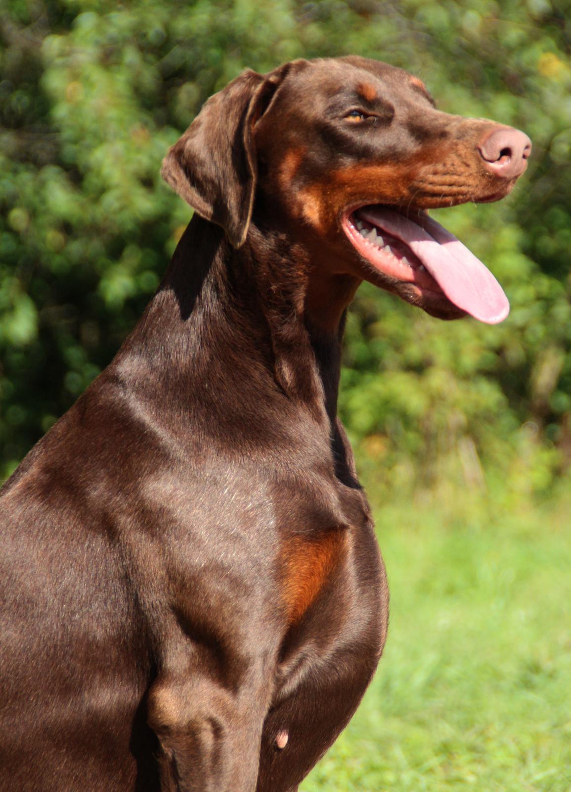 Dobermann DKKV13 AJW13 LUCH Proud Danish Flying Indian Girl billede 43