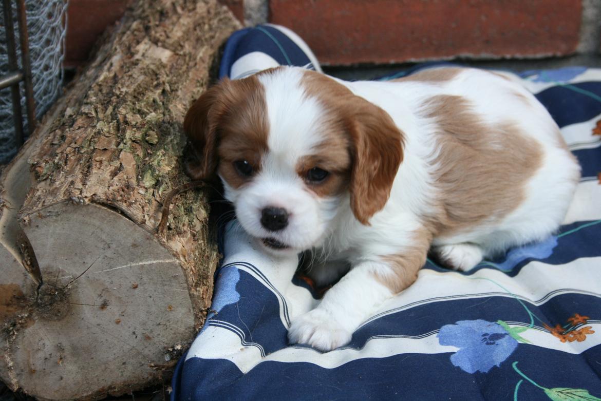 Cavalier king charles spaniel Tulle - Tulle ligger og nyder det dejlige vejr billede 1