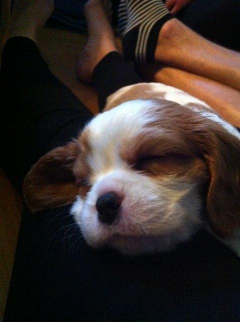 Cavalier king charles spaniel Tulle - Så er hun træt. billede 2