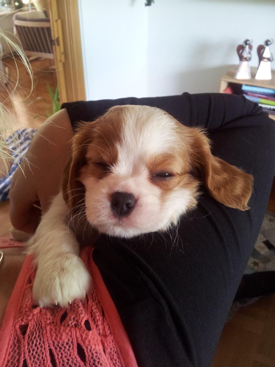 Cavalier king charles spaniel Tulle - Efter at have leget en masse med sine søskende er Tulle træt. billede 3