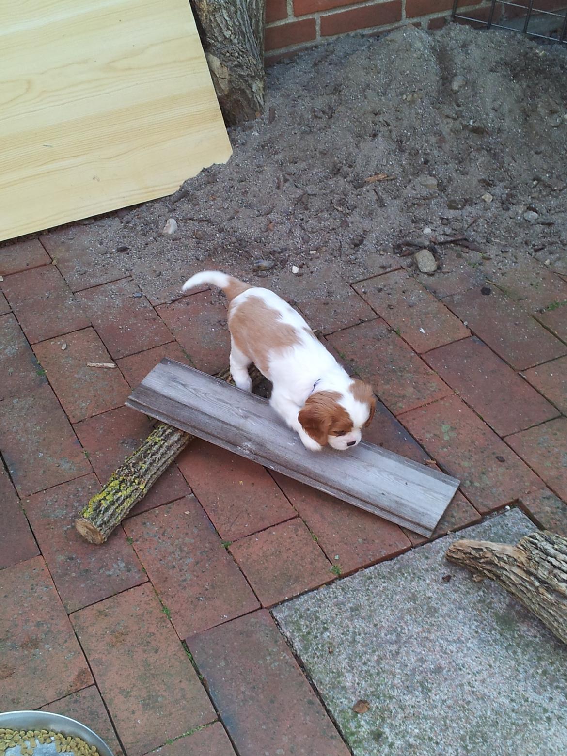 Cavalier king charles spaniel Tulle - Der bliver leget på terassen. billede 4