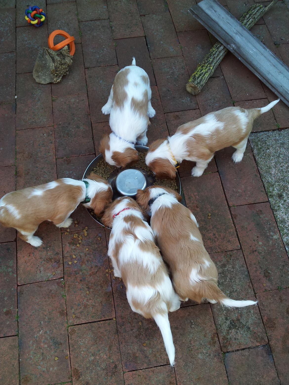 Cavalier king charles spaniel Tulle - Så skal der spises!  billede 5