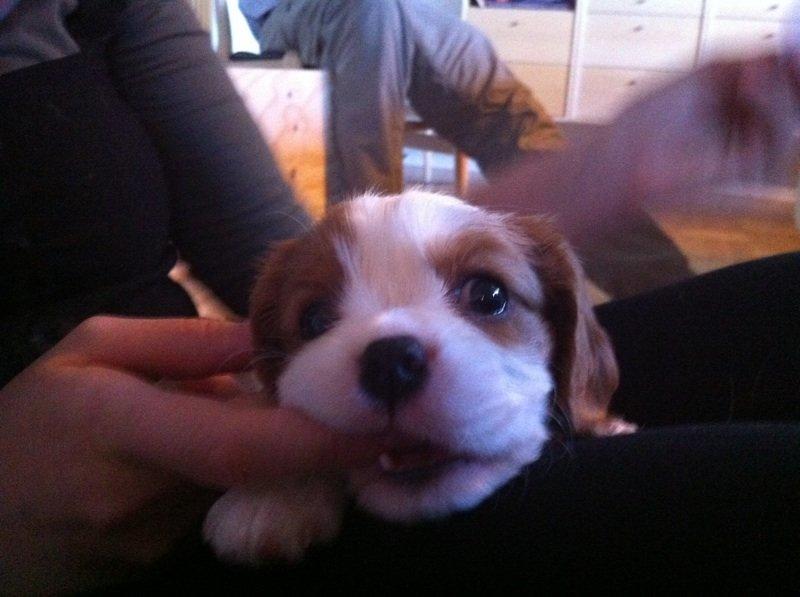 Cavalier king charles spaniel Tulle - Jeg kan være rigtig fræk! :) billede 6