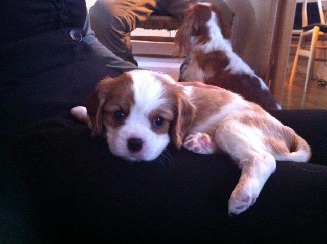 Cavalier king charles spaniel Tulle - Jeg ligger og slapper af på skødet hos min nye "mor" :) billede 7