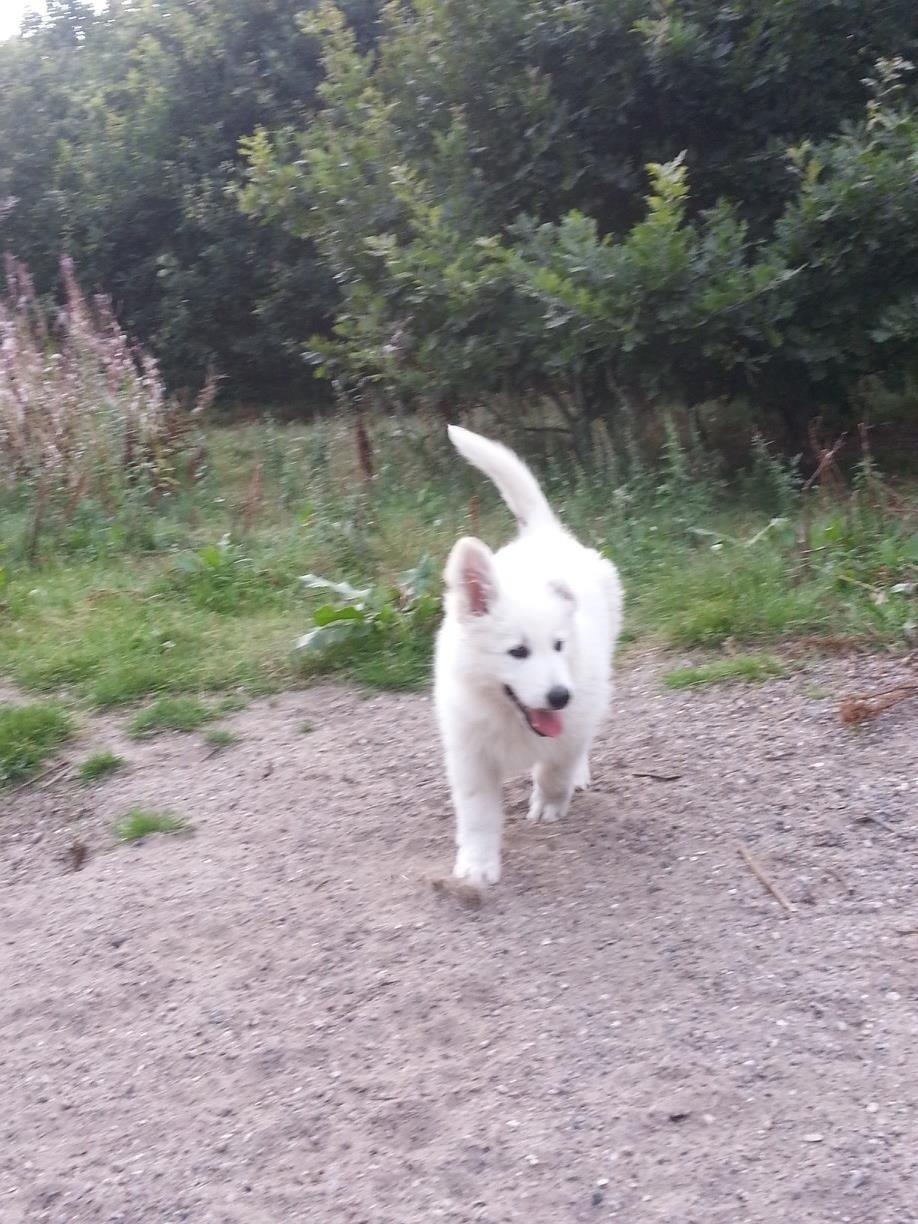 Hvid schæfer Kenzo billede 11