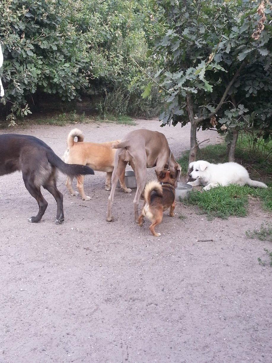 Hvid schæfer Kenzo billede 12