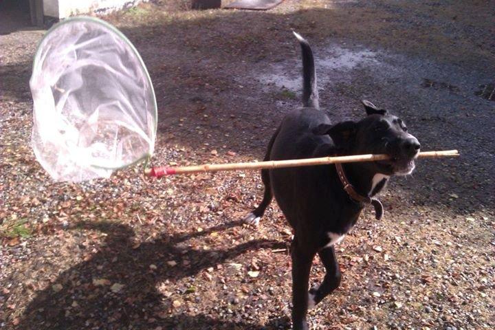 Blanding af racer Thor billede 1