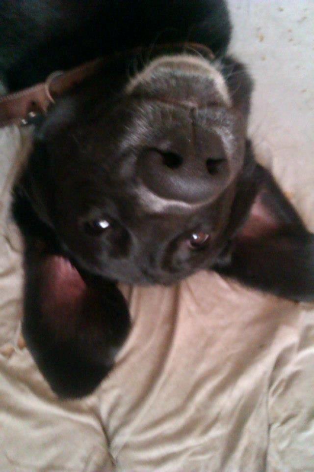 Blanding af racer Thor billede 2