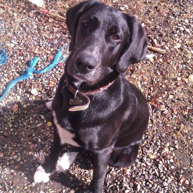 Blanding af racer Thor billede 3