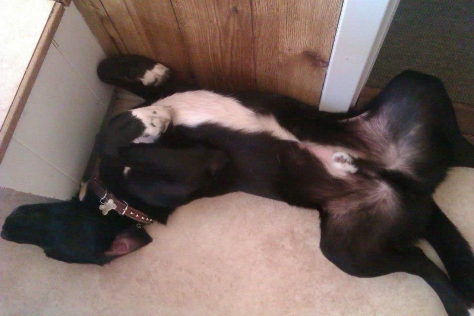 Blanding af racer Thor billede 4