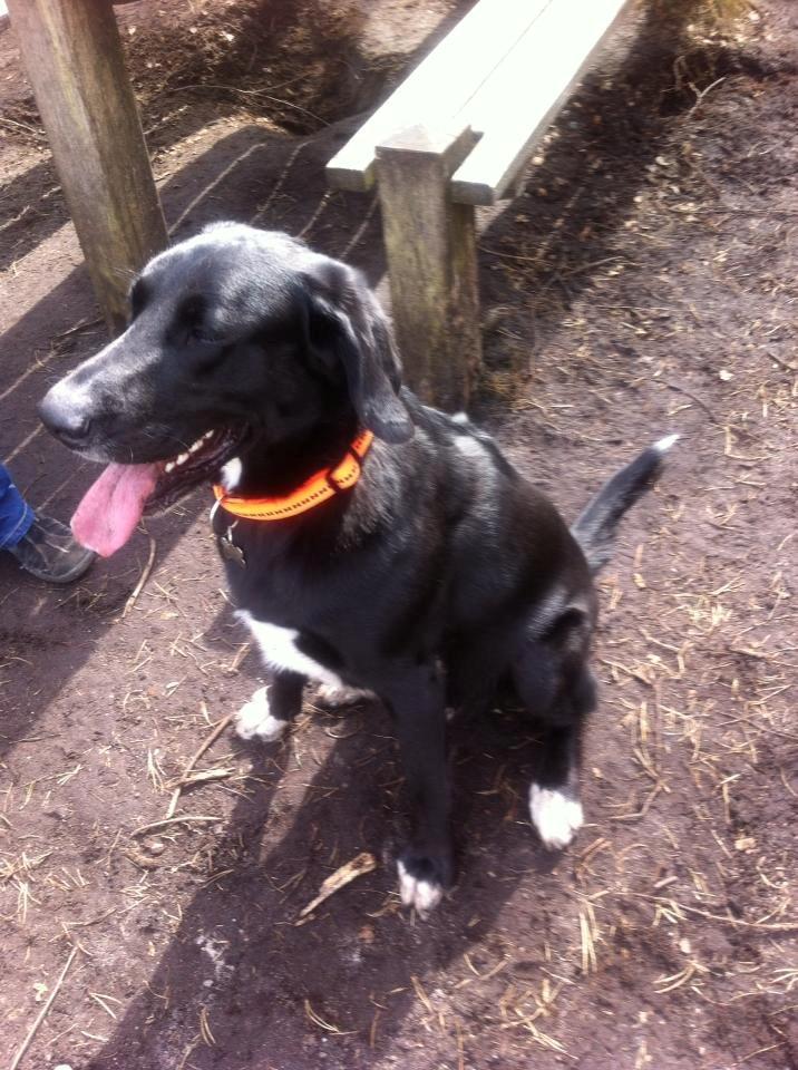 Blanding af racer Thor billede 5