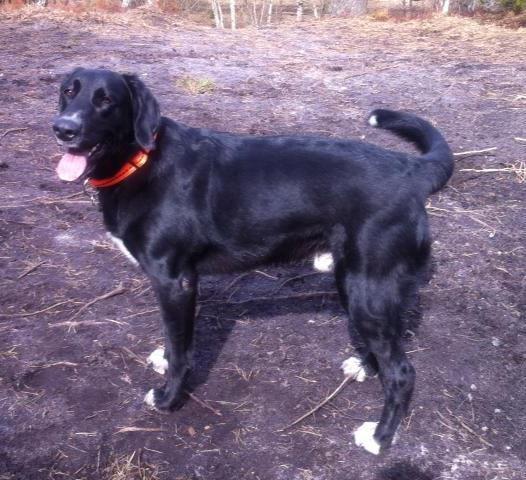 Blanding af racer Thor billede 6