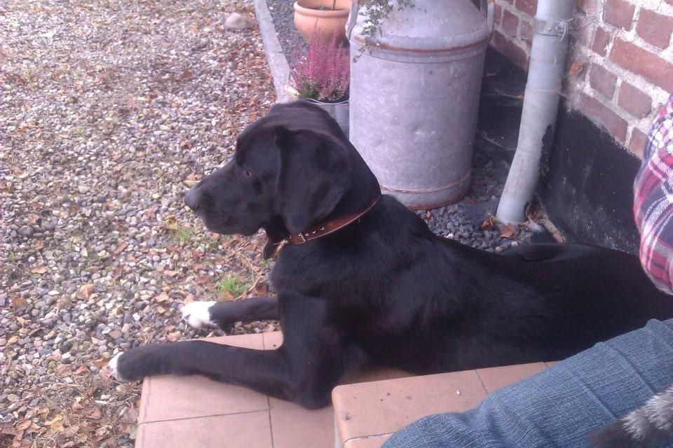 Blanding af racer Thor billede 7