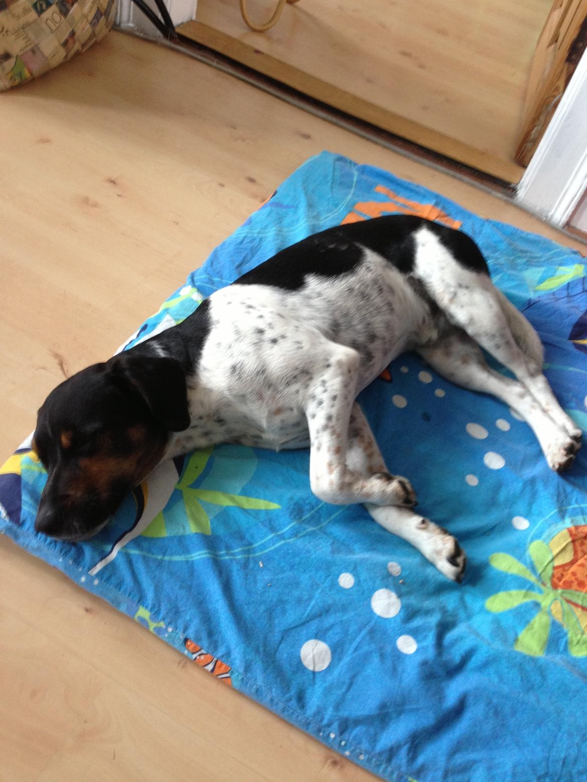 Dansk svensk gaardhund Oscar billede 9