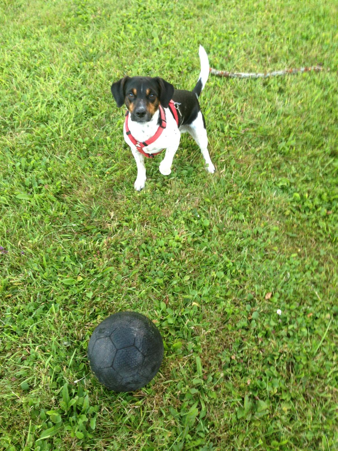 Dansk svensk gaardhund Oscar billede 11