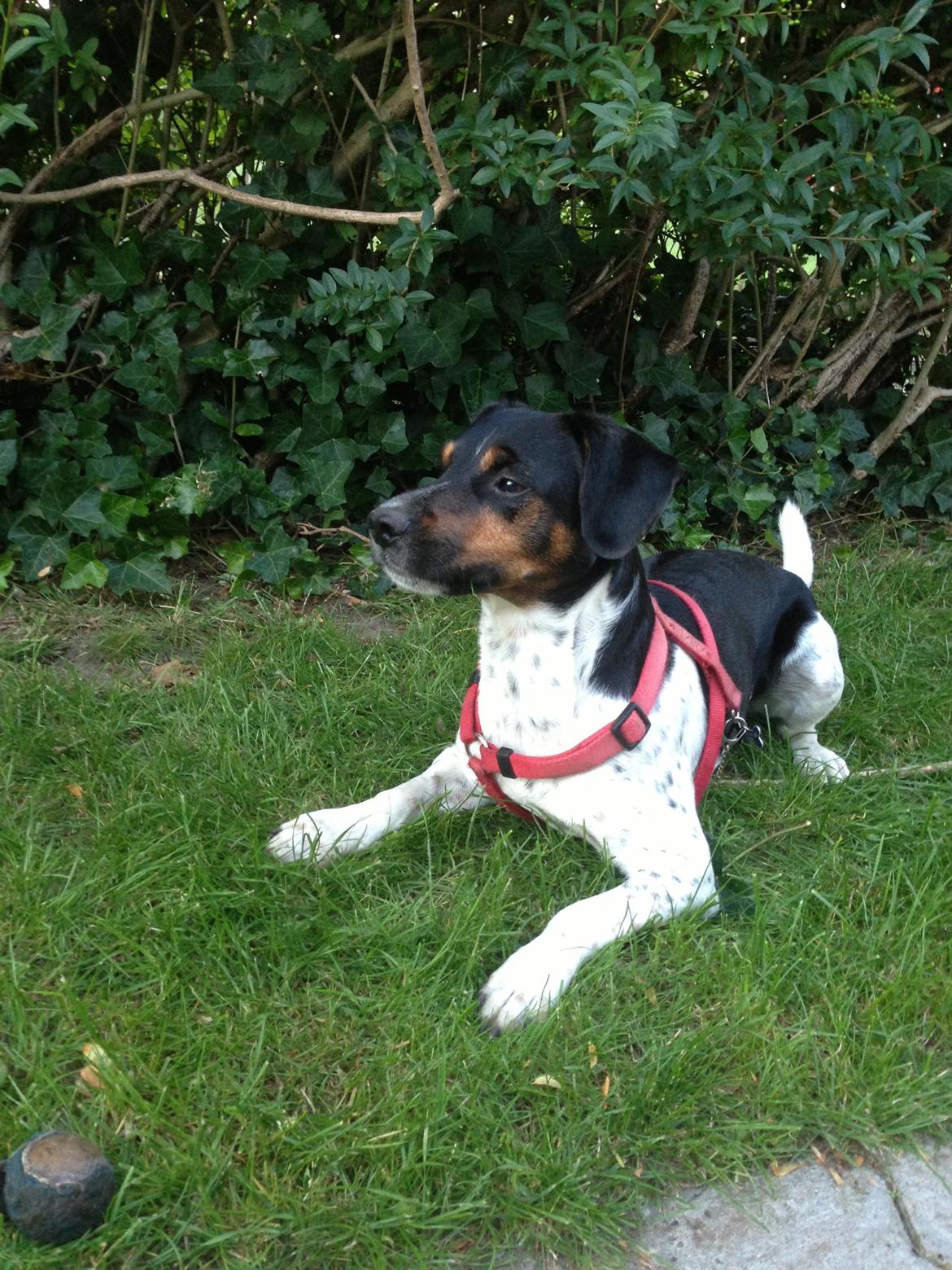 Dansk svensk gaardhund Oscar billede 12