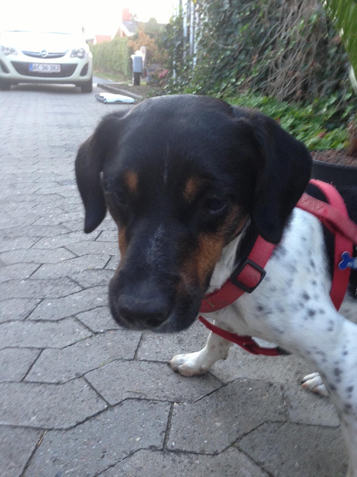 Dansk svensk gaardhund Oscar billede 10