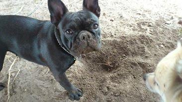 Fransk bulldog Knakkers Ditte - Gravemaskine ;) billede 17