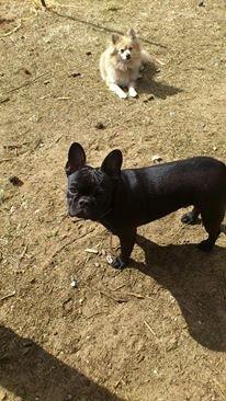 Fransk bulldog Knakkers Ditte - Hygger i solen (: billede 18