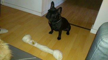 Fransk bulldog Knakkers Ditte - Mmh - gaver fra far (: billede 19