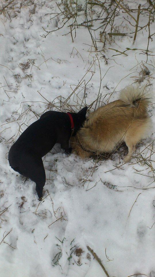 Fransk bulldog Knakkers Ditte - Graver med Dixie billede 20