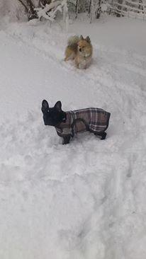 Fransk bulldog Knakkers Ditte - Leg i sneen.
 billede 21