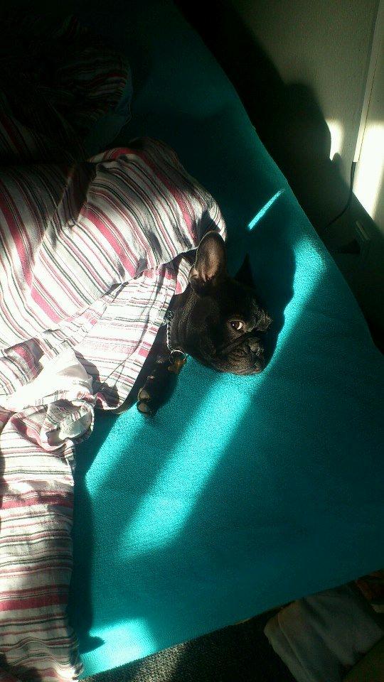 Fransk bulldog Knakkers Ditte - Ditte er træt billede 22