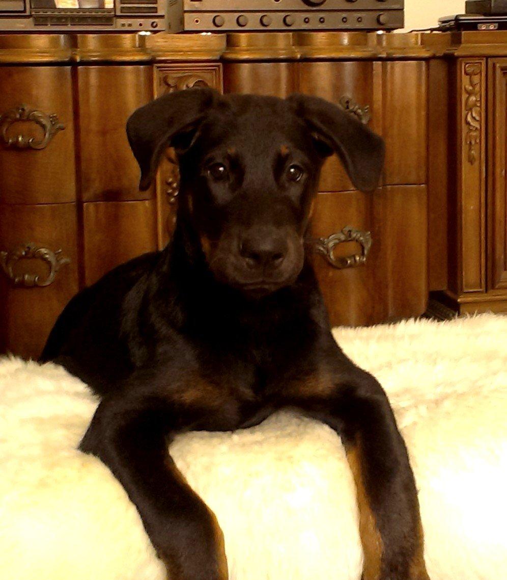 Beauceron Woodt Light Cooper billede 12
