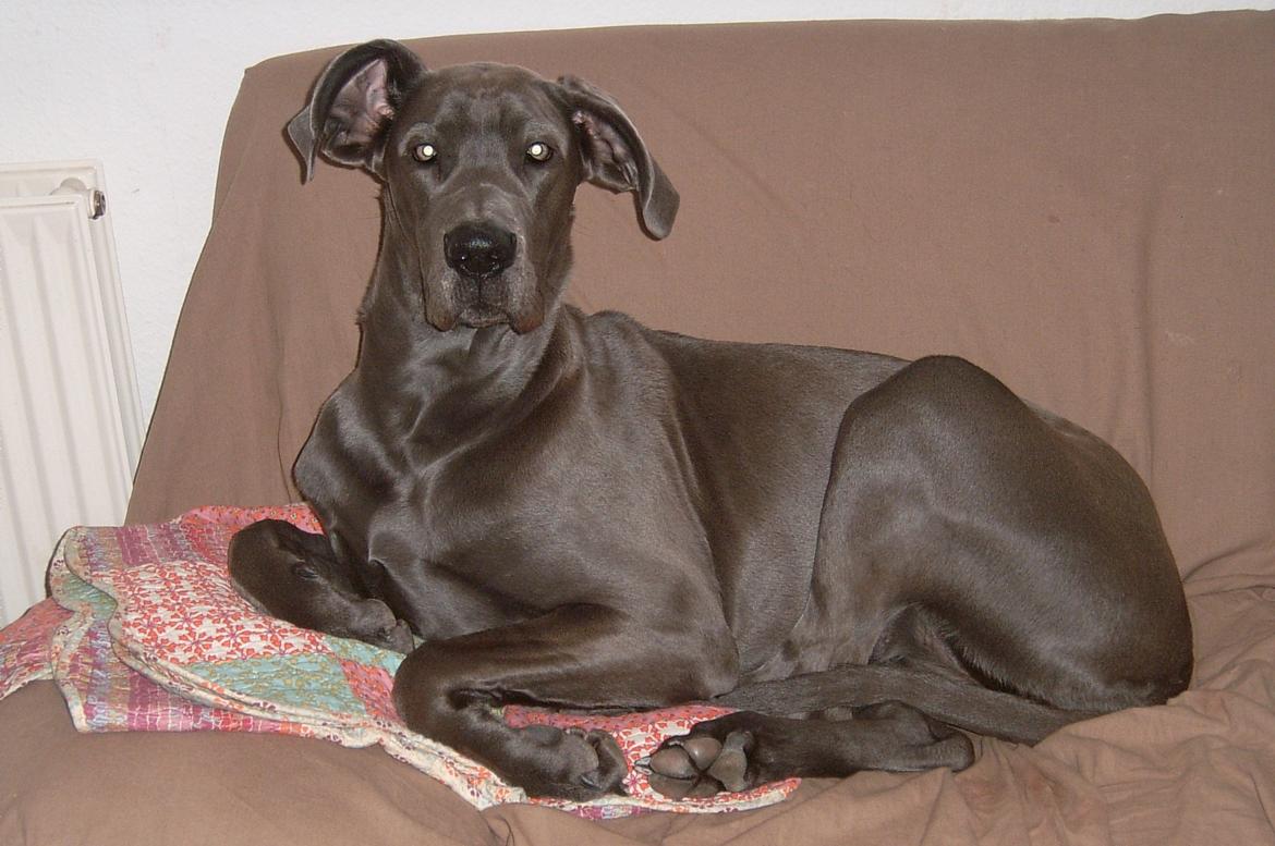 Grand danois Fifi (Grand Apso Blue Isolde) billede 1