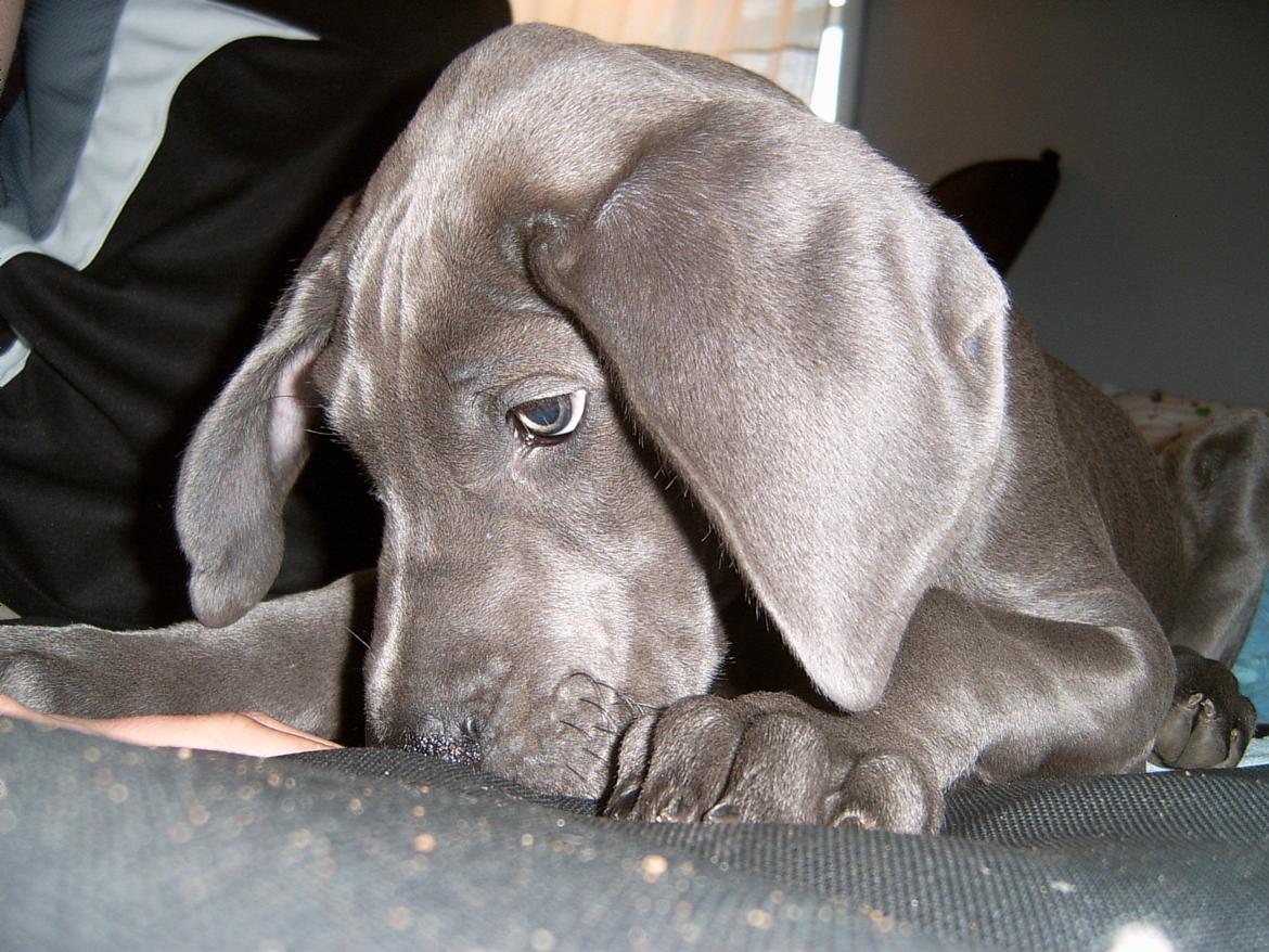 Grand danois Fifi (Grand Apso Blue Isolde) billede 2