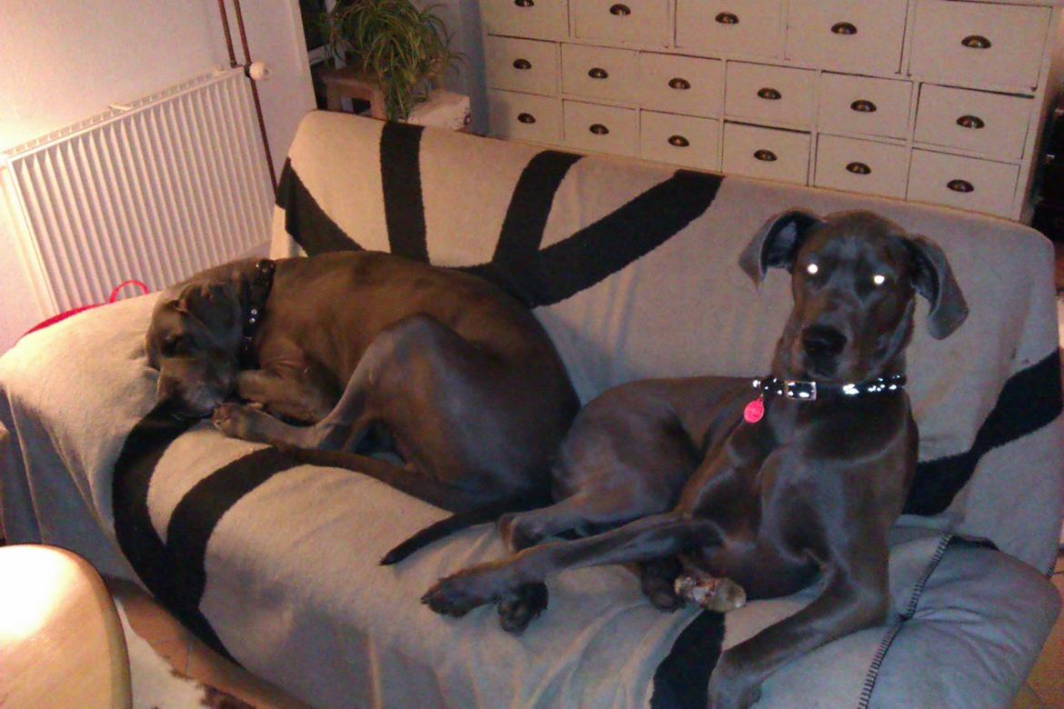 Grand danois Fifi (Grand Apso Blue Isolde) billede 3