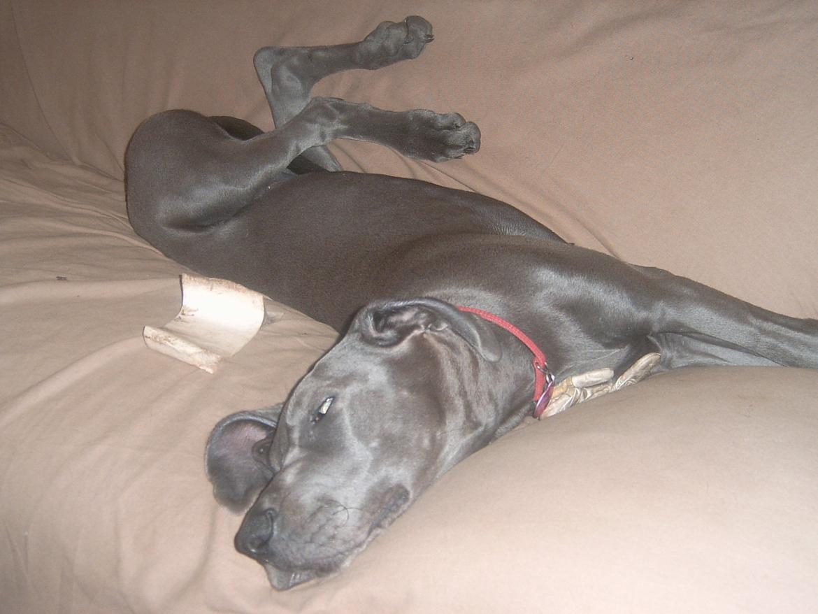 Grand danois Fifi (Grand Apso Blue Isolde) billede 4