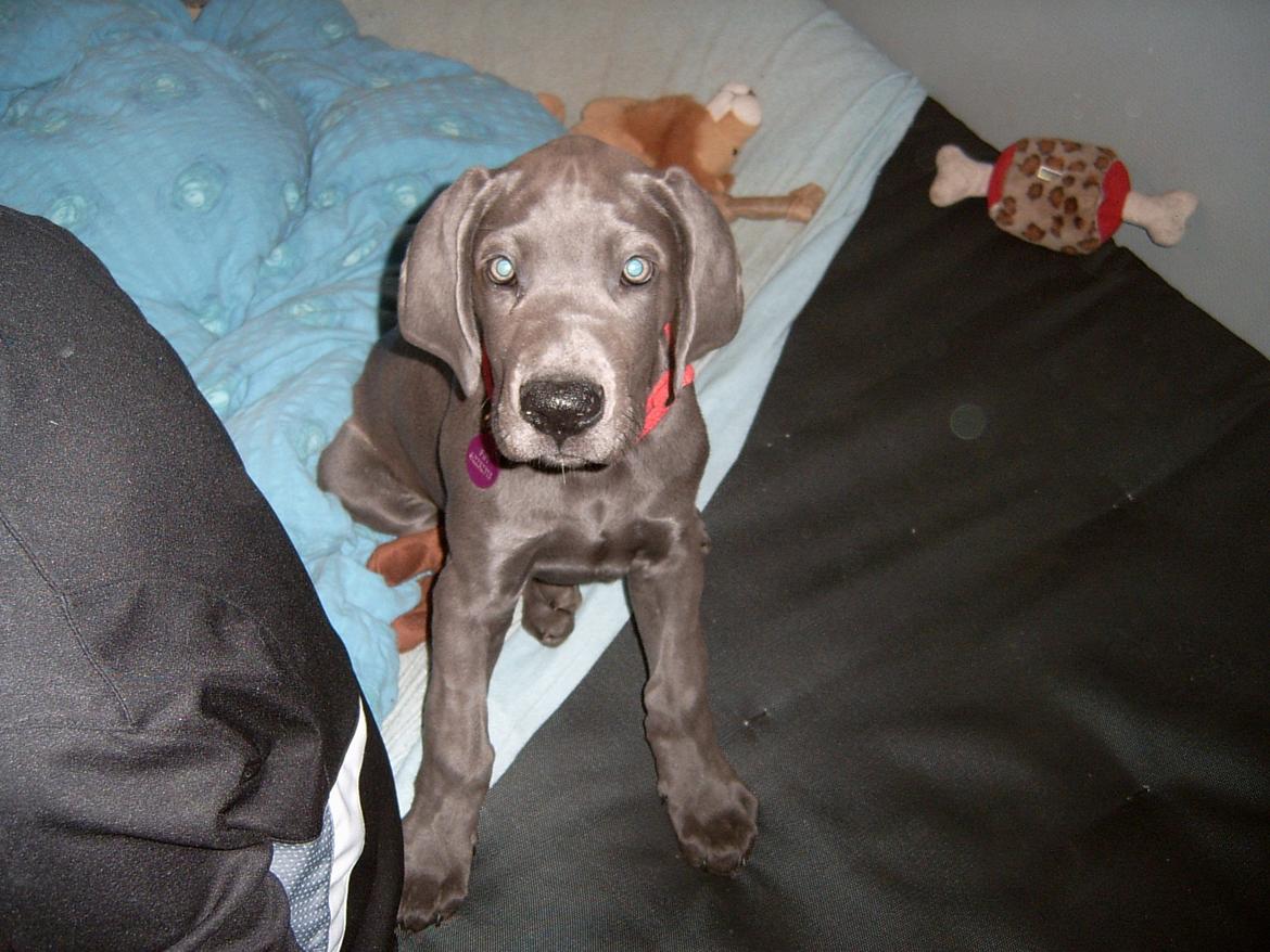 Grand danois Fifi (Grand Apso Blue Isolde) billede 5