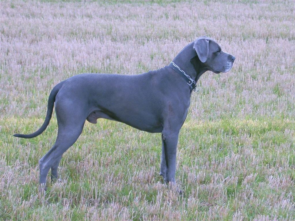 Grand danois Bamse (Grand Apso Blue Whisky) billede 2