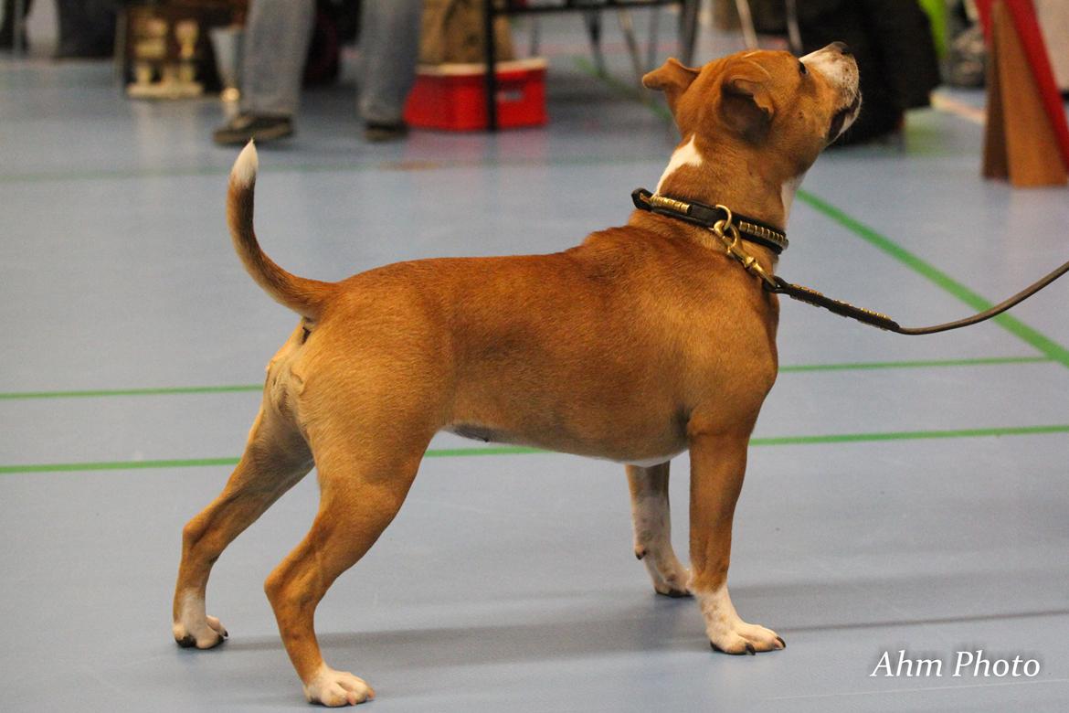 Staffordshire bull terrier Wenk Staff' s Legacy Of Buffy "CeCe" billede 27