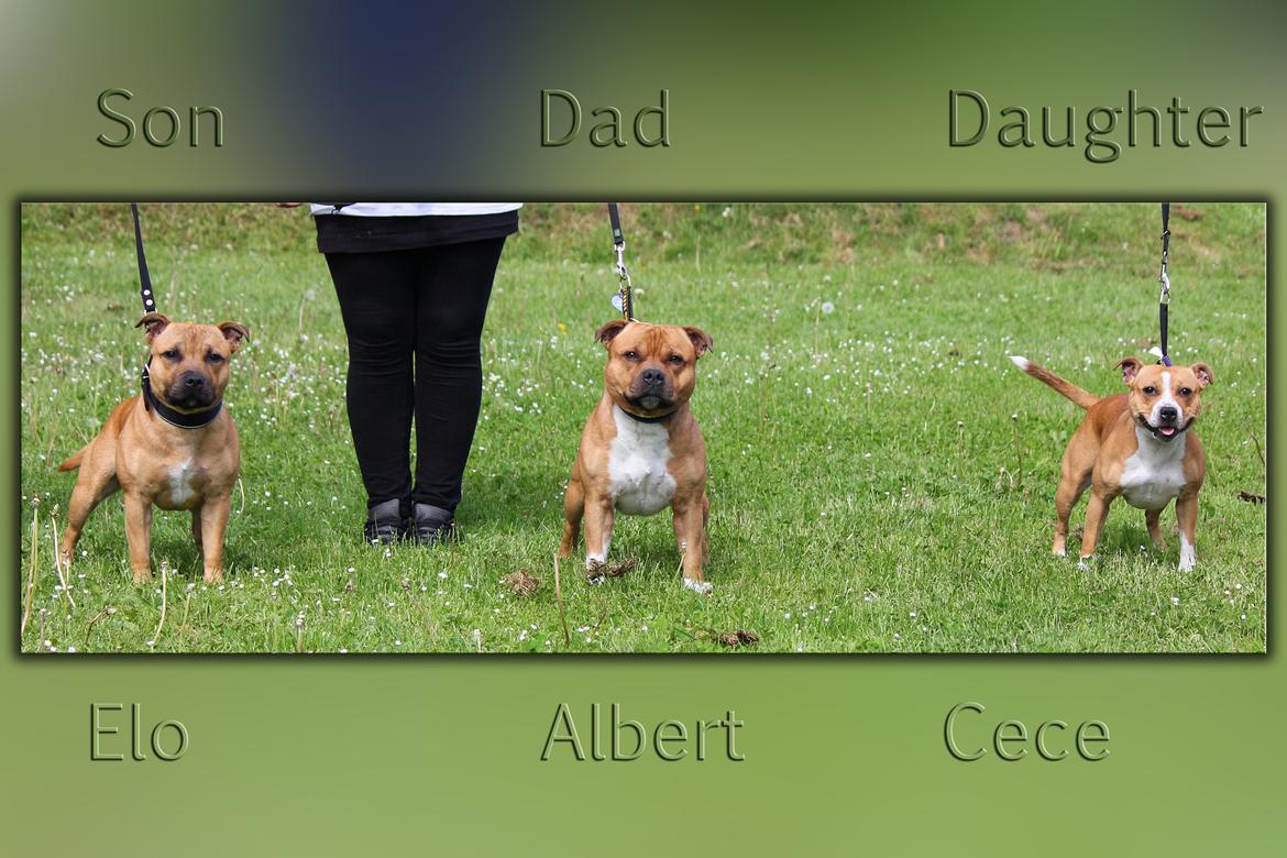 Staffordshire bull terrier Wenk Staff' s Legacy Of Buffy "CeCe" - CeCe med far Albert og brormand Elo billede 28